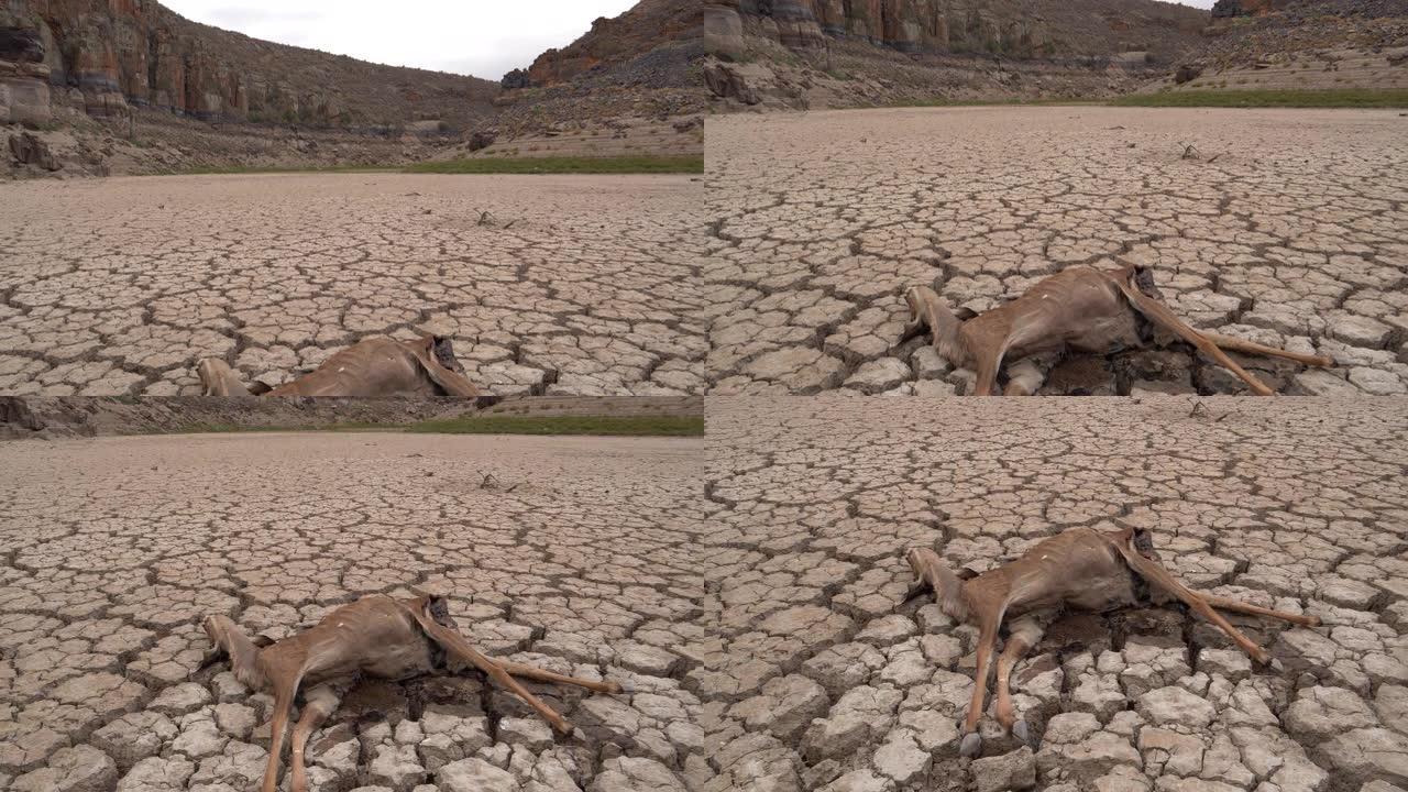 4k近景倾斜一只死于口渴的死羚羊，躺在因气候变化和全球变暖造成的干旱而干涸的大坝破裂的泥地板上