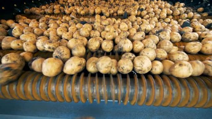 收获的土豆在拖拉机输送机上移动，关闭。