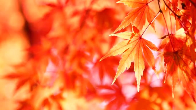 日本秋叶染红秋天枫叶红色枫叶特写丰收季节