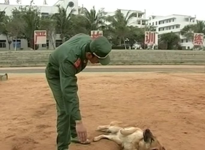 06年警犬训练