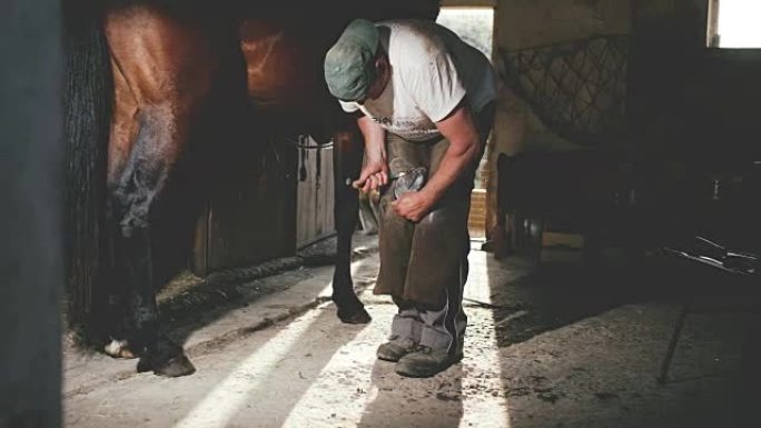 DL Farrier shoeing a horse's hoof