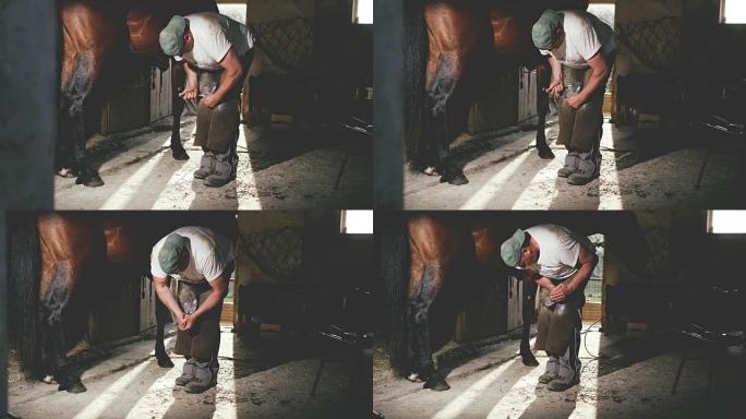 DL Farrier shoeing a horse's hoof