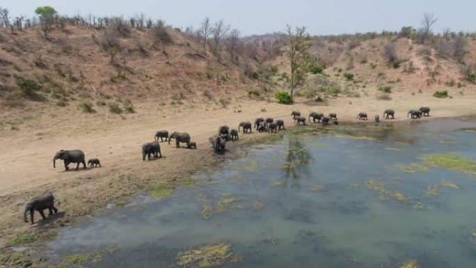 在津巴布韦的河岸上行走的一大群大象的4k鸟瞰图