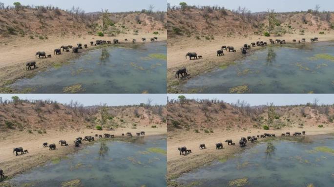 在津巴布韦的河岸上行走的一大群大象的4k鸟瞰图