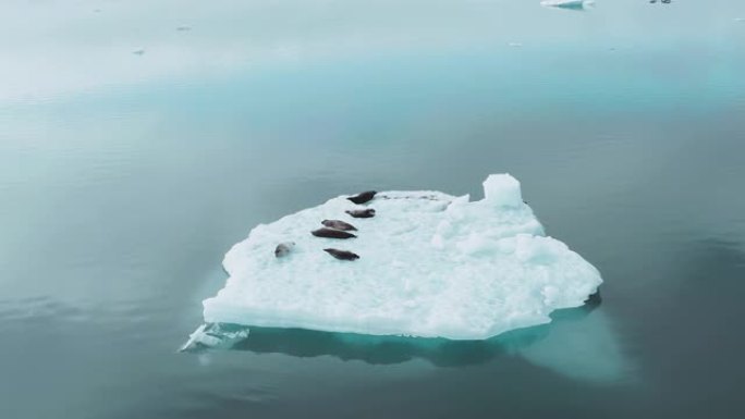 一块冰块上的海豹冰块上的海豹冰山冰川