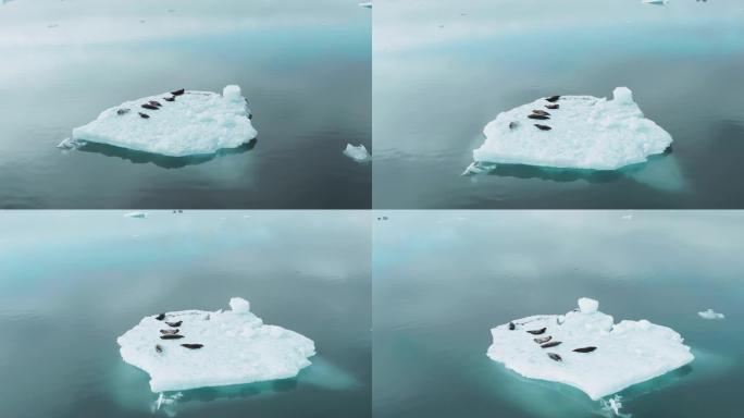 一块冰块上的海豹冰块上的海豹冰山冰川