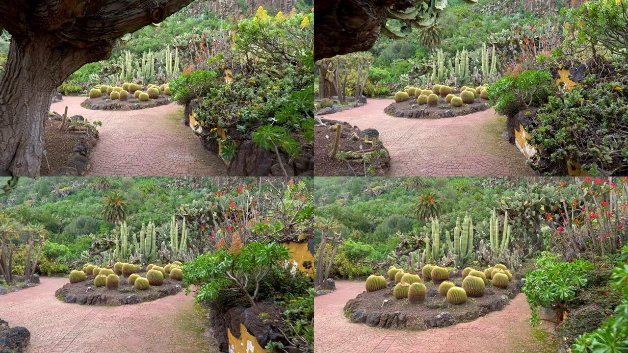 西班牙大加那利岛。漫步在植物园中，在各种丰富的绿色热带植物区系中。摄像机向前移动。Steadicam