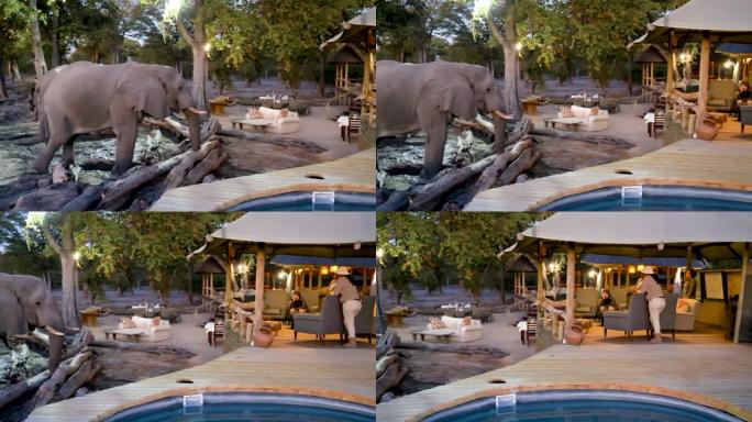 博茨瓦纳Khwai私人保护区鬣狗潘小屋前观看大象饮酒的4k视图