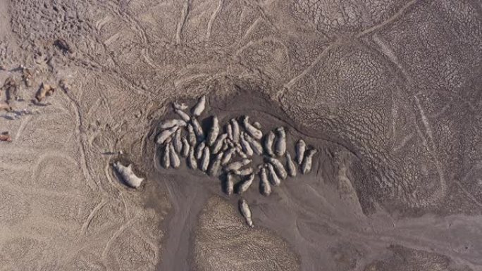 缩小因干旱和气候变化，博茨瓦纳奥卡万戈三角洲，在一个消失的泥潭中聚集在一起的河马豆荚的高鸟瞰图，周围