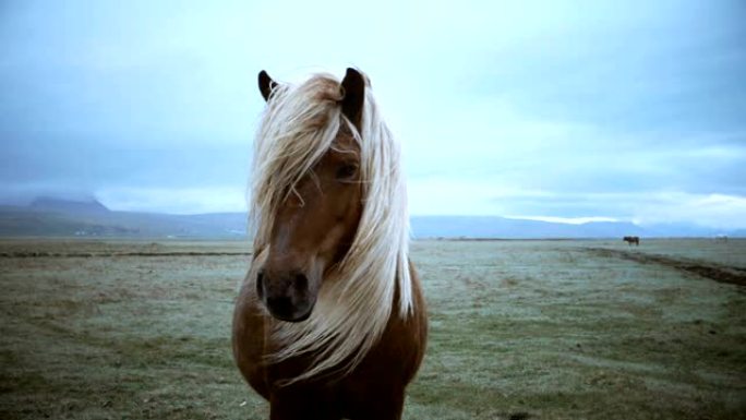 阴天在田野上放牧的冰岛马的美丽风景。鬃毛随风挥舞。