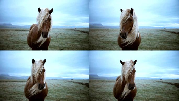 阴天在田野上放牧的冰岛马的美丽风景。鬃毛随风挥舞。