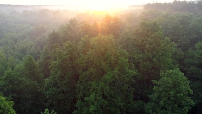 森林上方橙色日出的航拍。阳光穿过朦胧的空气。4K