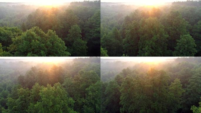 森林上方橙色日出的航拍。阳光穿过朦胧的空气。4K