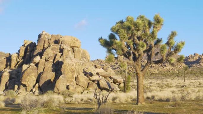 复制空间:一棵丝兰棕榈树生长在一大堆岩石旁边的风景照片。