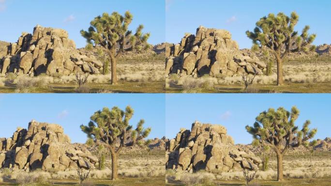 复制空间:一棵丝兰棕榈树生长在一大堆岩石旁边的风景照片。