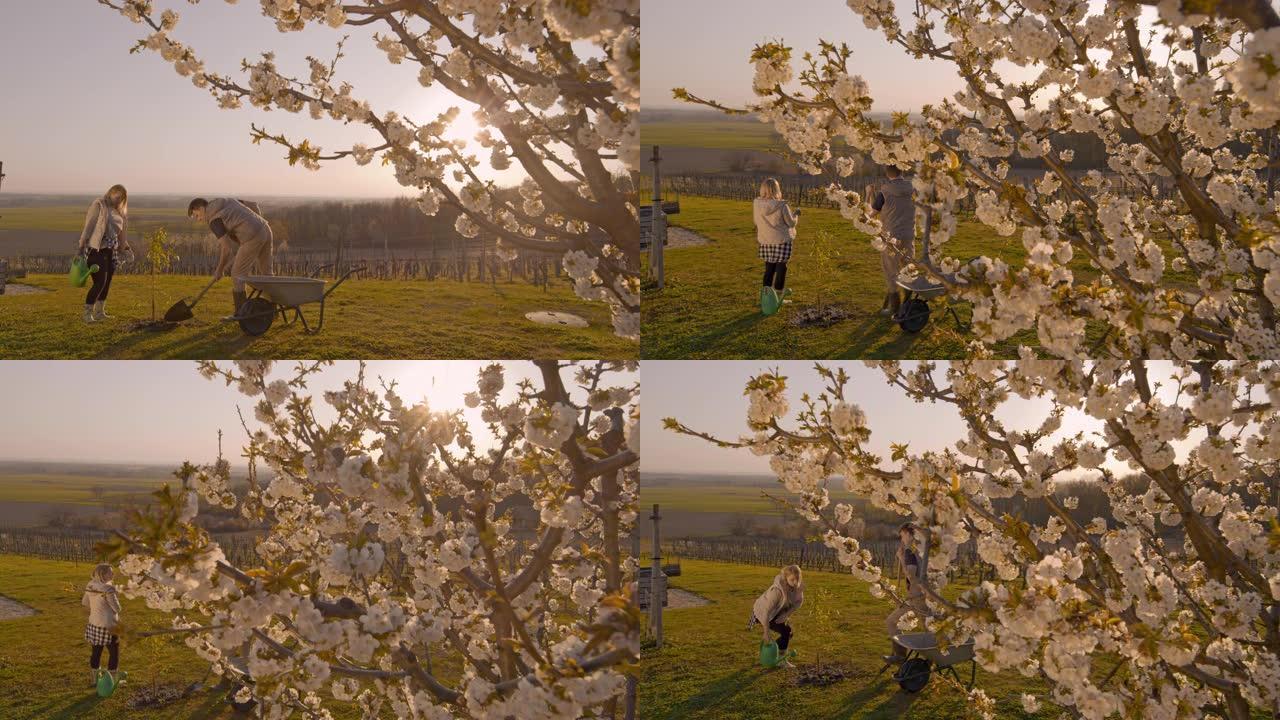 WS夫妇在阳光明媚，田园诗般的乡村山坡上种植果树