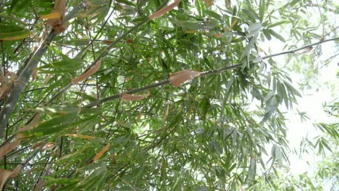 竹树的4k镜头