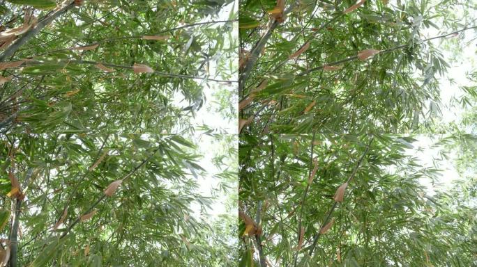 竹树的4k镜头