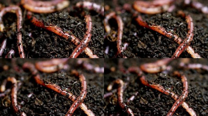 蠕虫的宏观镜头在肥沃的土壤中移动，用于施肥土壤并使其有利于农作物。