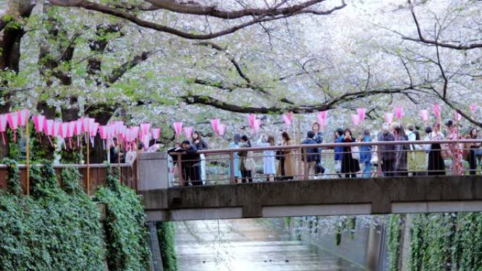 日本东京目黑河樱花的樱花落花，慢动作