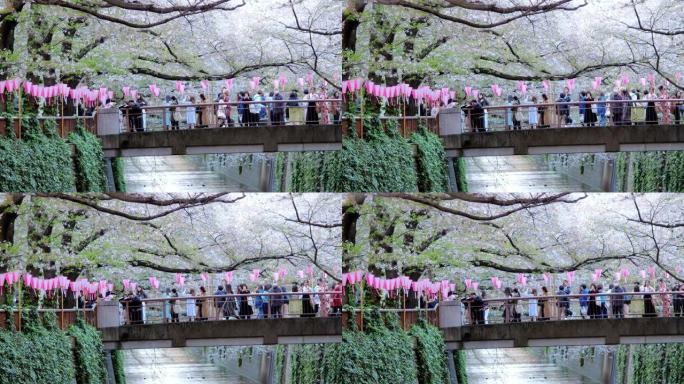 日本东京目黑河樱花的樱花落花，慢动作