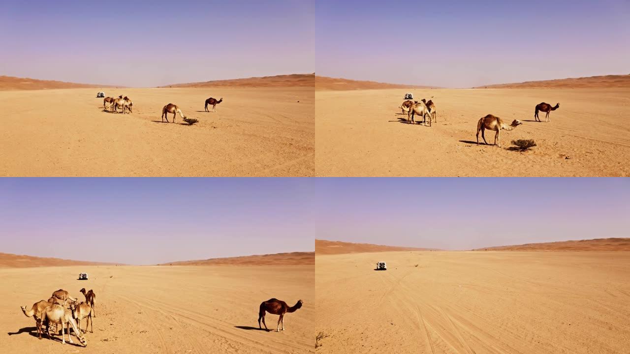 阿曼沙漠中的空中饲养野生骆驼