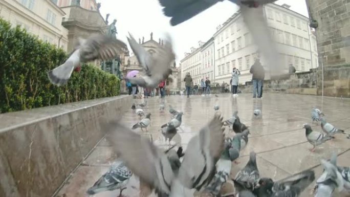 捷克共和国布拉格雨城广场的鸽子女士