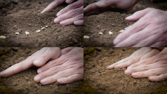 手工播种玉米，在种子上覆盖土壤