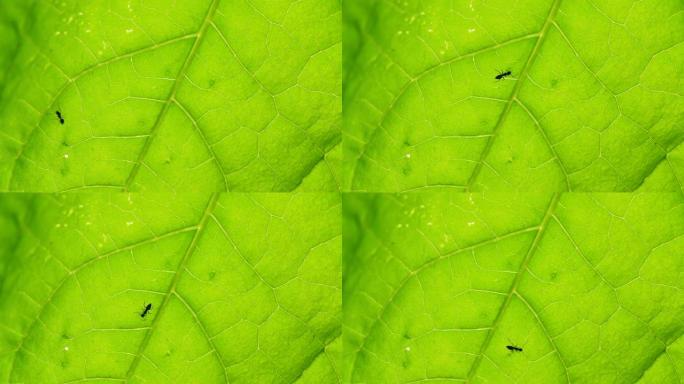 一只黑蚂蚁在叶子上行走的特写镜头，4k