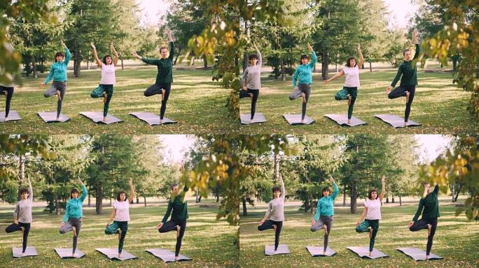 苗条的年轻女性在公园的户外瑜伽课上做着各种各样的树姿势，放松身心，享受自然和活动。运动与健康概念。