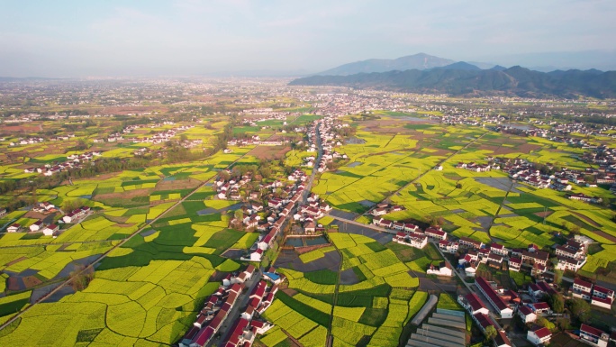 农村油菜花红瓦房屋