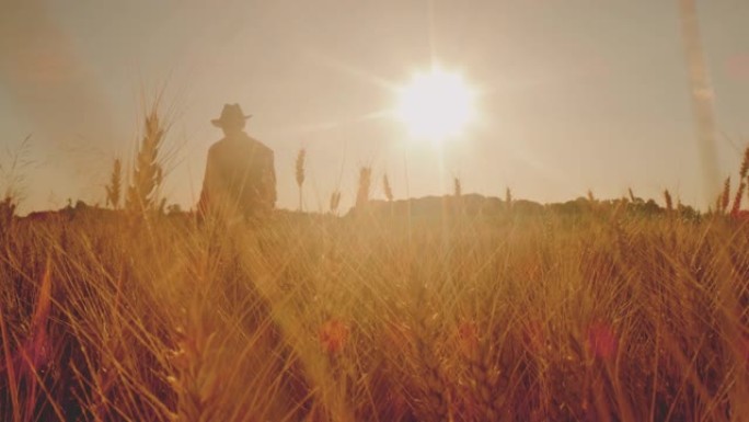 DS Farmer在日落时在田野中行走时从额头擦汗