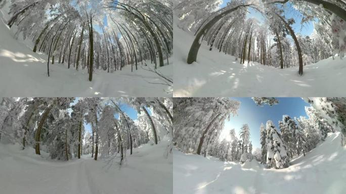 POV: 超速驶过滑雪板女子，穿过田园诗般的白雪皑皑的森林。