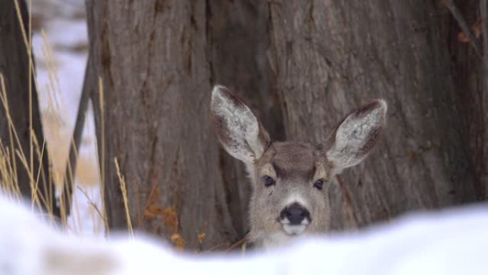 特写镜头，dop: 好奇的年轻野鹿在白雪皑皑的蒙大拿州大草原上四处张望。