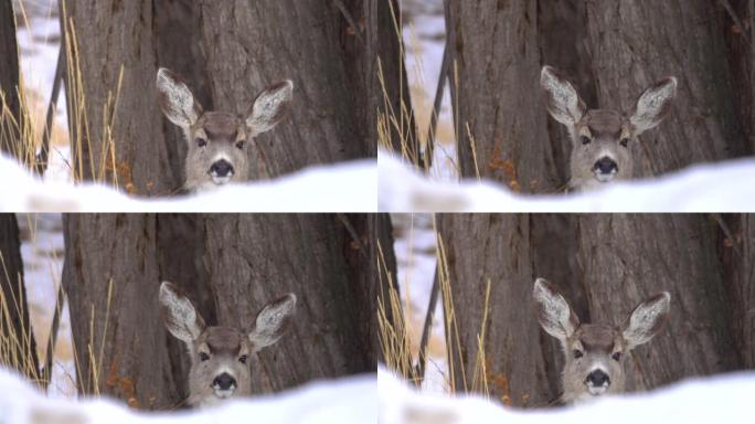 特写镜头，dop: 好奇的年轻野鹿在白雪皑皑的蒙大拿州大草原上四处张望。