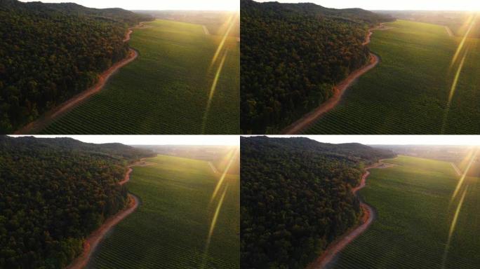 空中无人机镜头: 美丽的农业种植园与野生森林接壤。蔬菜、葡萄园的农田。生态友好型食品种植的大规模工业