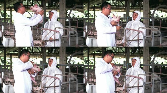 4k镜头亚洲兽医抓着剪尾巴，在养猪场、家畜和养猪场畜牧业的新生猪伤口上涂药的场景