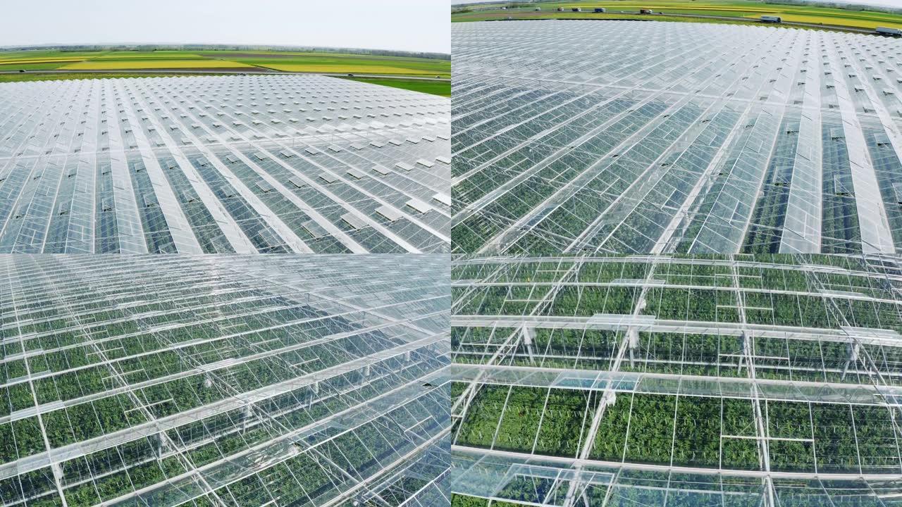 高速公路旁种植蔬菜的空中温室
