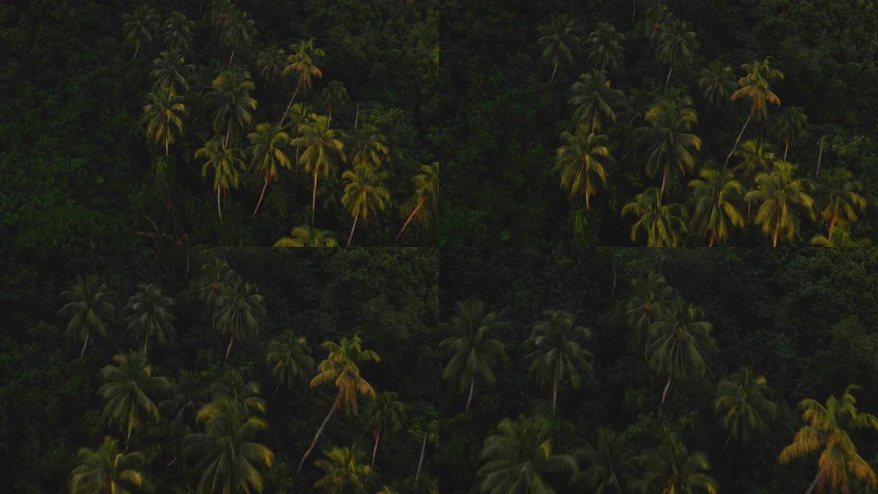 椰树的鸟瞰图椰树林航拍穿越