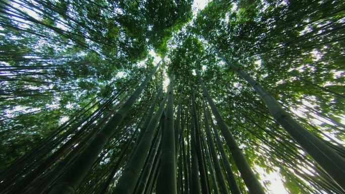 竹子竹林天空低角度