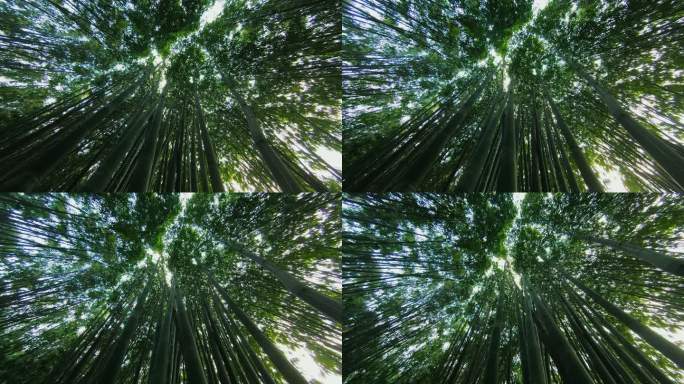 竹子竹林天空低角度
