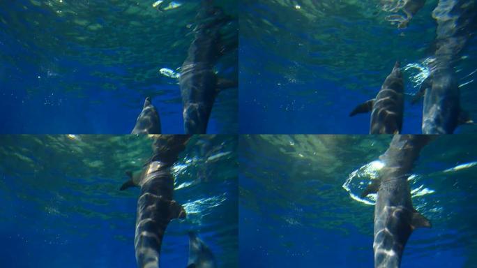 海豚游泳海底世界水面下的动物
