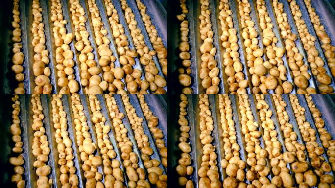 去皮的土豆在工厂生产线上移动，以便在工厂中切割。