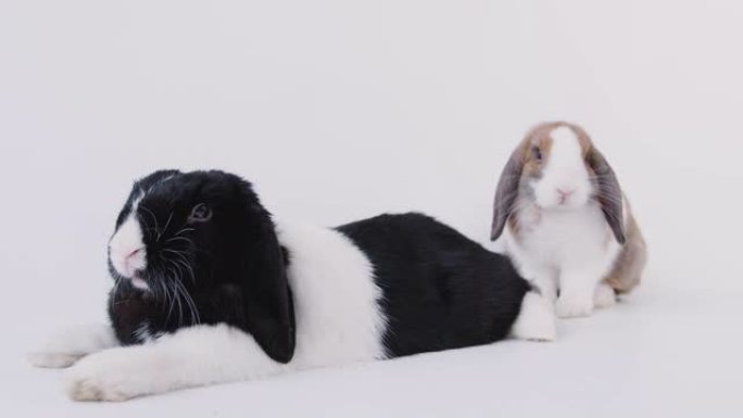 工作室在白色背景上的两只微型黑白翻牌耳兔的肖像