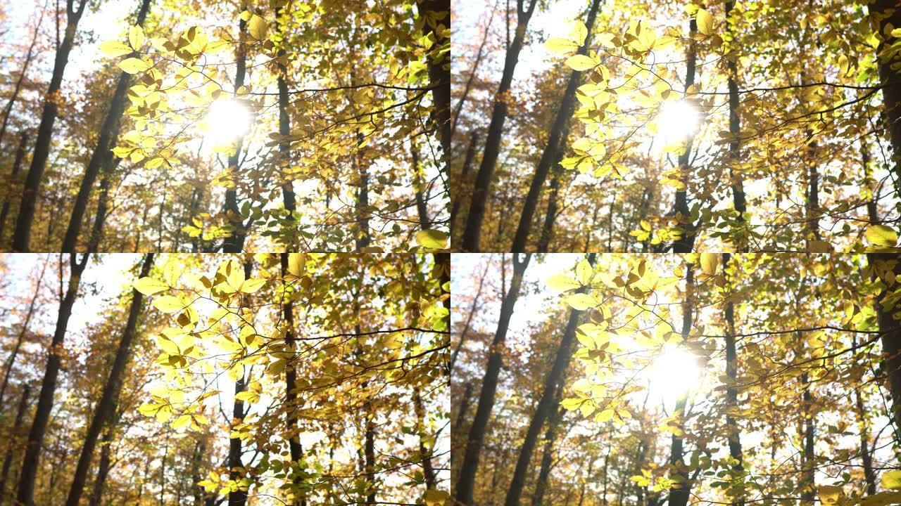 4k秋叶阳光穿透树叶秋叶透光树叶透光