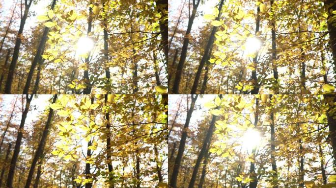 4k秋叶阳光穿透树叶秋叶透光树叶透光