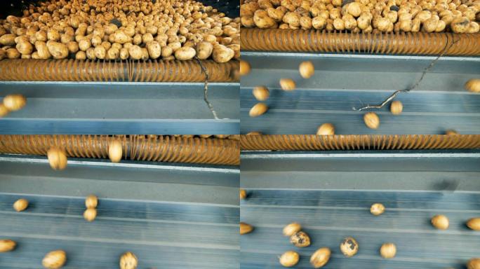 收获后，马铃薯作物在输送机上移动以进行分类。4K。