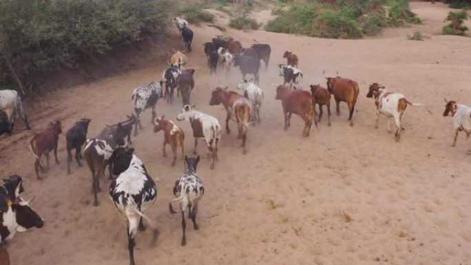 在津巴布韦一个乡村的河边喝酒后，自由漫游的牛和小牛走回他们的部落的鸟瞰图