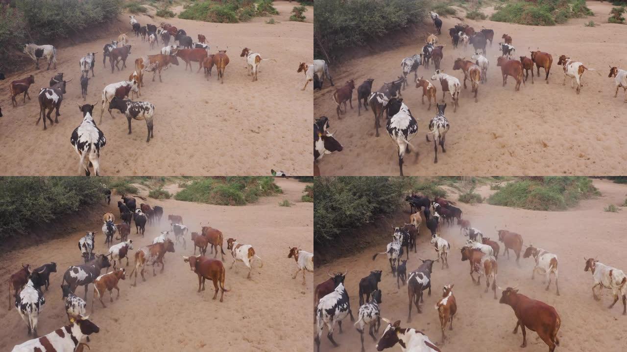 在津巴布韦一个乡村的河边喝酒后，自由漫游的牛和小牛走回他们的部落的鸟瞰图