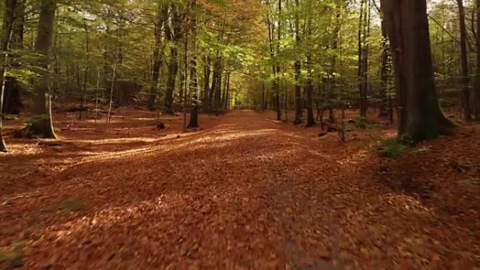 秋天，树叶落在美丽的瑞典森林中